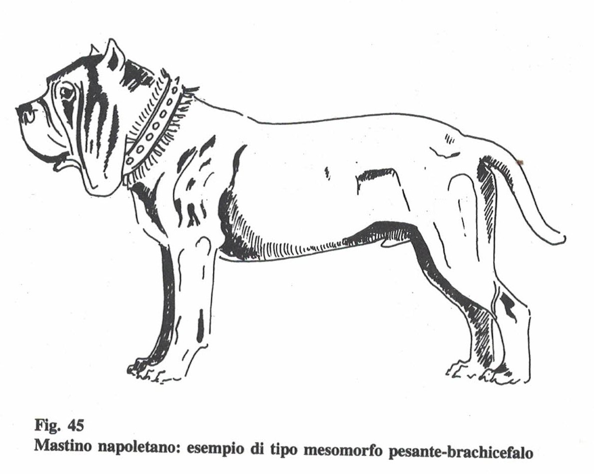 tipi morfologici nelle razze canine