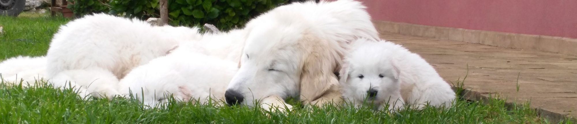 mamma e cuccioli